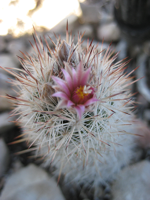 Escobaria albicolumnaria (Column foxtail cactus) #76465