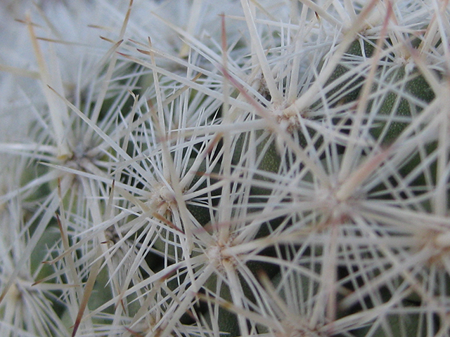 Escobaria albicolumnaria (Column foxtail cactus) #76467