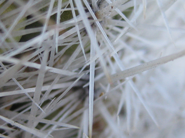 Escobaria albicolumnaria (Column foxtail cactus) #76469