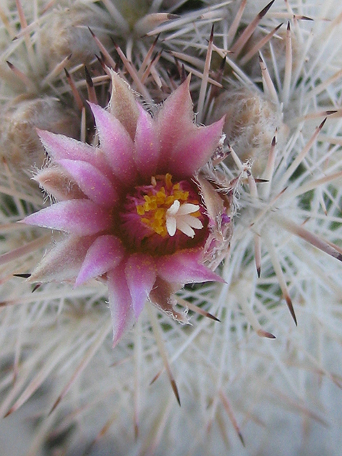 Escobaria albicolumnaria (Column foxtail cactus) #76470