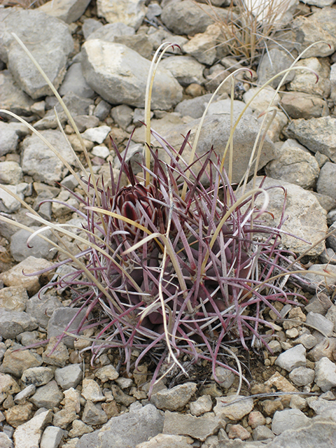 Glandulicactus uncinatus var. wrightii (Chihuahuan fishhook cactus) #76501