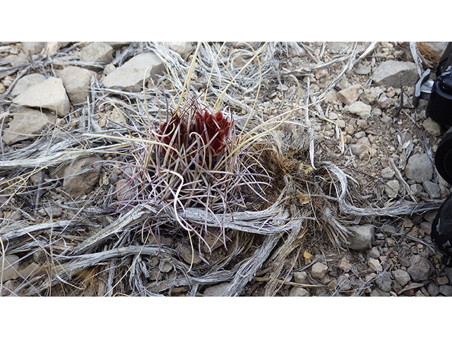 Glandulicactus uncinatus var. wrightii (Chihuahuan fishhook cactus) #76507