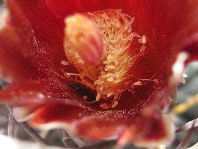 Glandulicactus uncinatus var. wrightii (Chihuahuan fishhook cactus) #76518