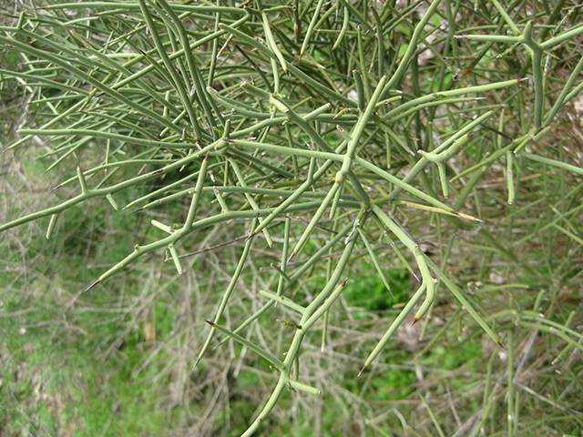 Koeberlinia spinosa (Crown of thorns) #76550