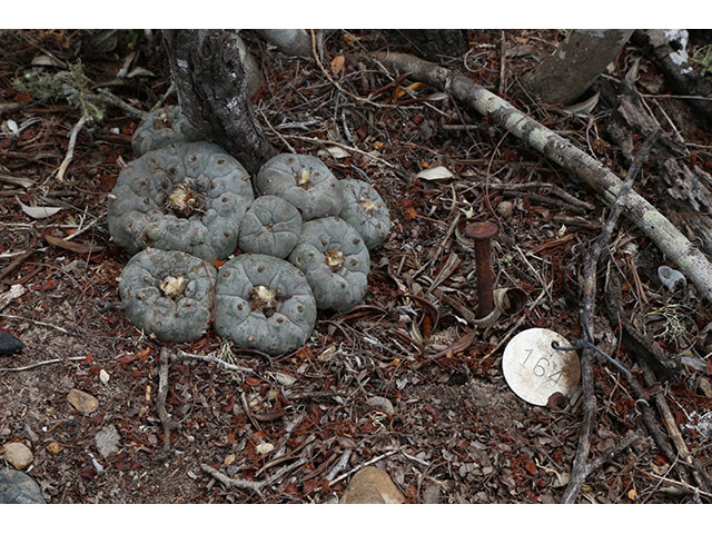 Lophophora williamsii (Peyote) #76603