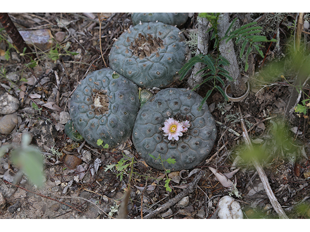 Lophophora williamsii (Peyote) #76605