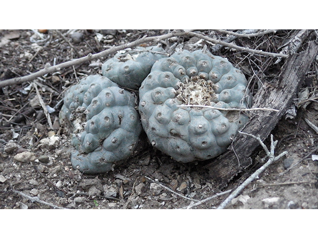 Lophophora williamsii (Peyote) #76607