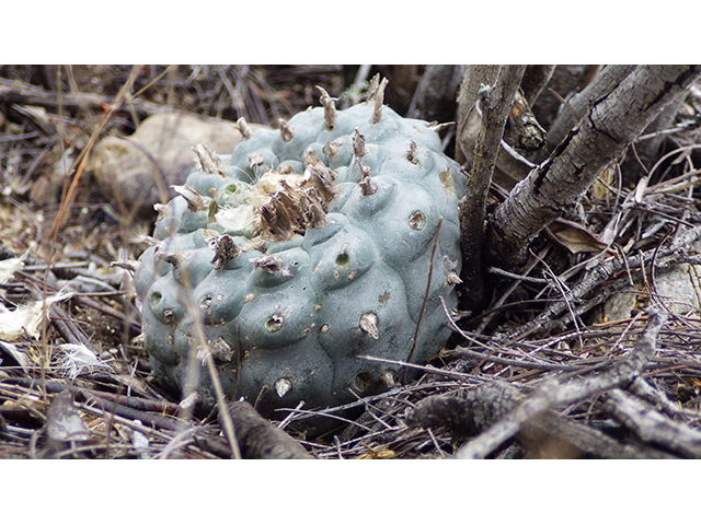 Lophophora williamsii (Peyote) #76609