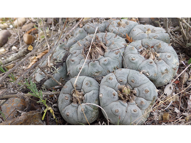 Lophophora williamsii (Peyote) #76616