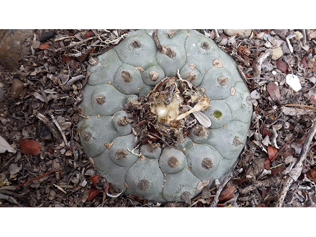 Lophophora williamsii (Peyote) #76617