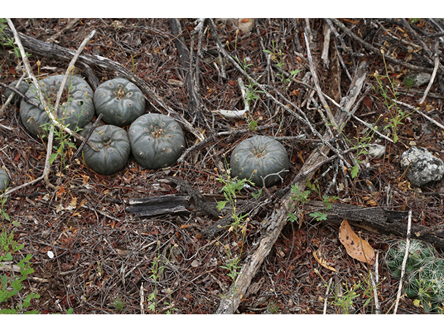 Lophophora williamsii (Peyote) #76619