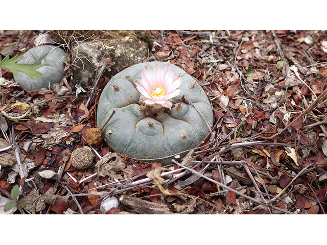 Lophophora williamsii (Peyote) #76620