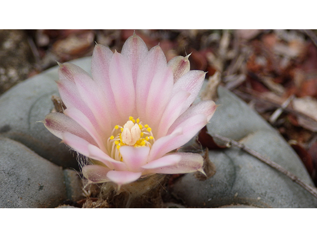 Lophophora williamsii (Peyote) #76622