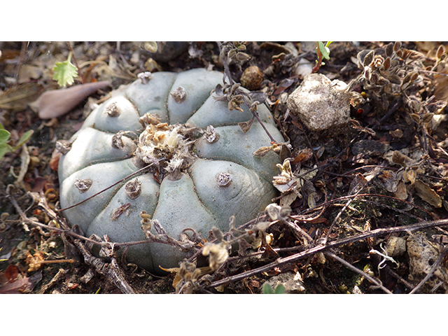 Lophophora williamsii (Peyote) #76625