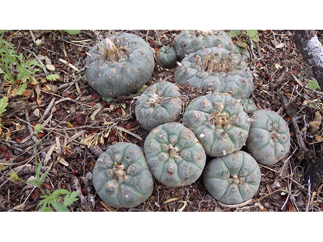 Lophophora williamsii (Peyote) #76626