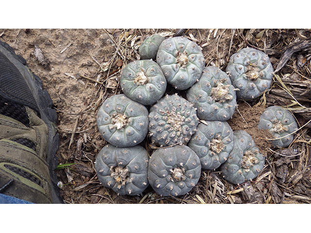 Lophophora williamsii (Peyote) #76628