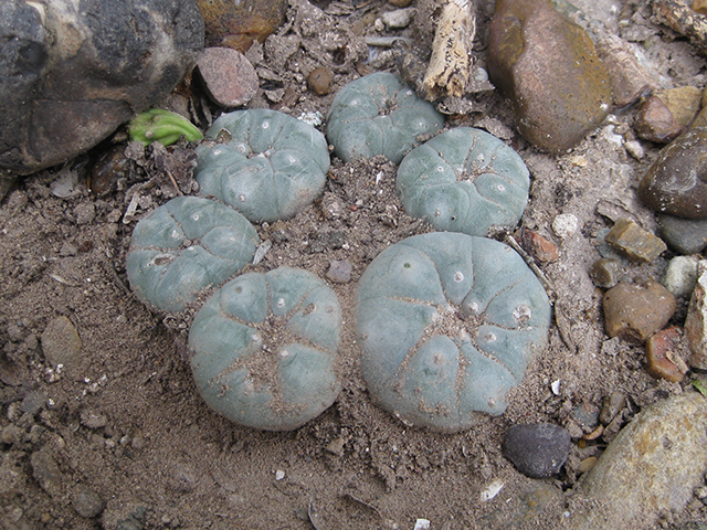 Lophophora williamsii (Peyote) #76635