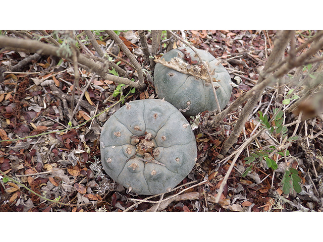 Lophophora williamsii (Peyote) #76639