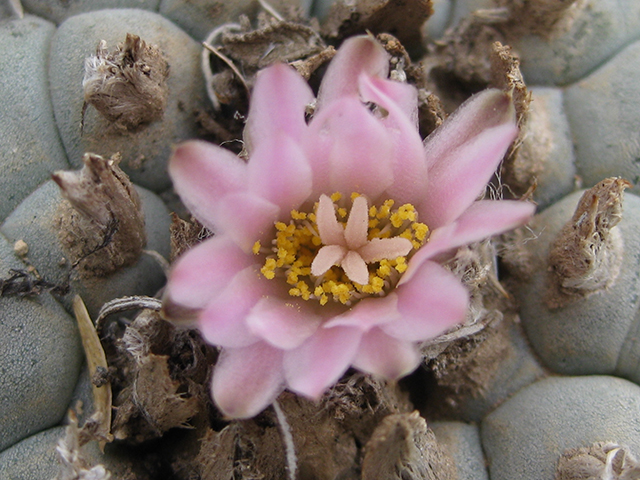 Lophophora williamsii (Peyote) #76649