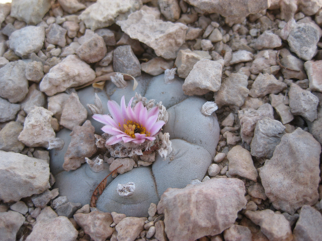 Lophophora williamsii (Peyote) #76663