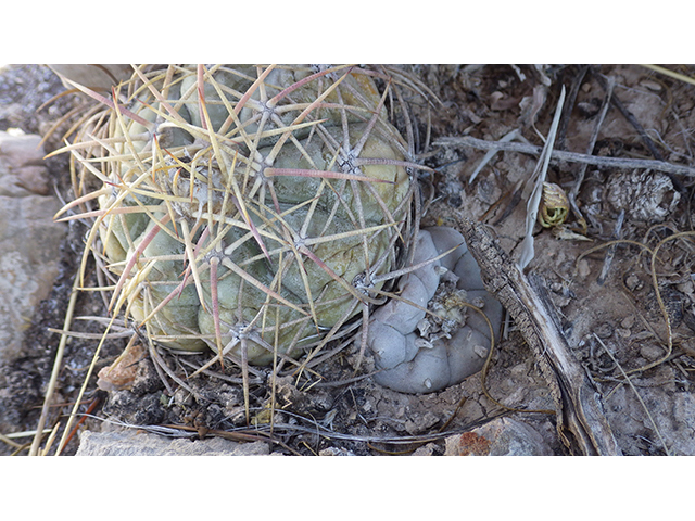 Lophophora williamsii (Peyote) #76673