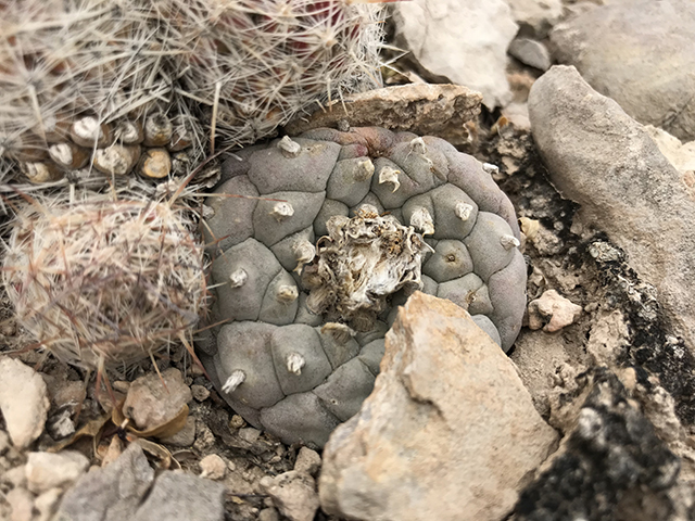 Lophophora williamsii (Peyote) #76674