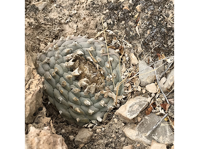 Lophophora williamsii (Peyote) #76677