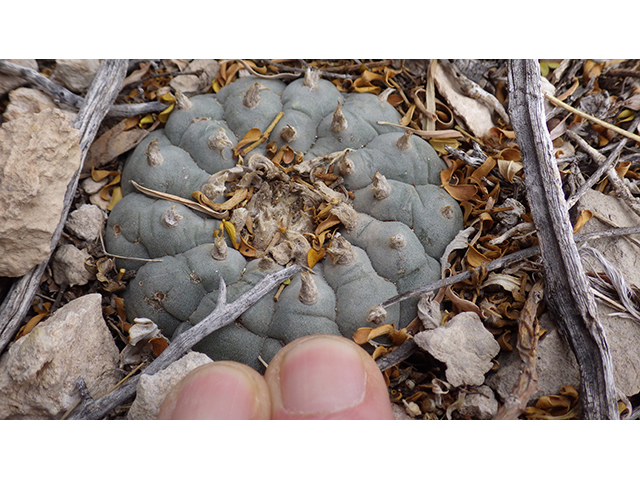 Lophophora williamsii (Peyote) #76678