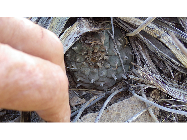 Lophophora williamsii (Peyote) #76685