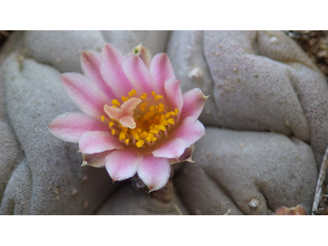 Lophophora williamsii (Peyote) #76688