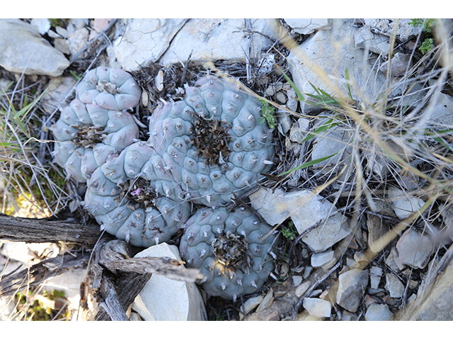 Lophophora williamsii (Peyote) #76689