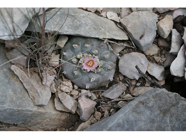 Lophophora williamsii (Peyote) #76696