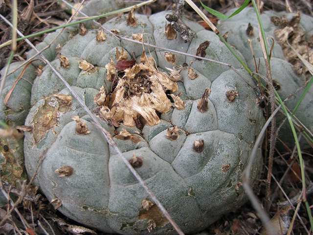 Lophophora williamsii (Peyote) #76704