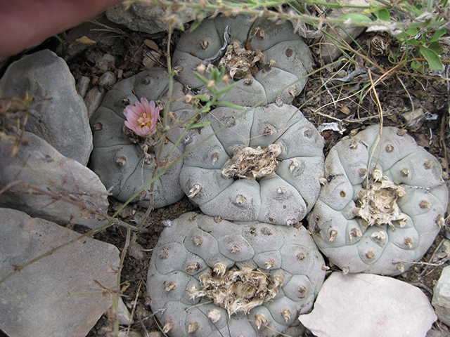 Lophophora williamsii (Peyote) #76706