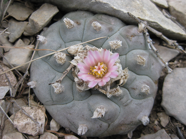 Lophophora williamsii (Peyote) #76707