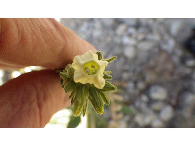 Nicotiana obtusifolia var. obtusifolia (Desert tobacco) #76755