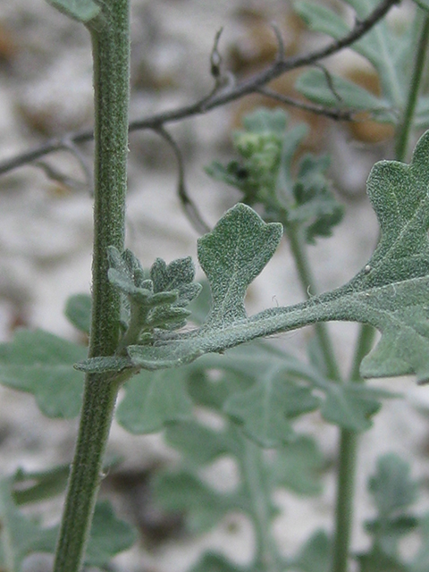 Palafoxia texana (Texas palafox) #76772