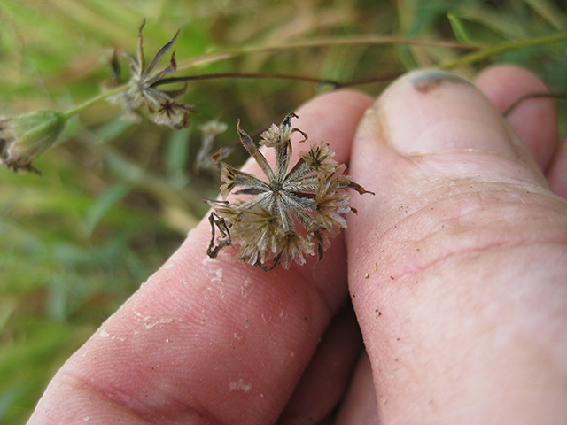 Palafoxia texana (Texas palafox) #76777