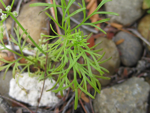 Spermolepis echinata (Bristly scaleseed ) #76794