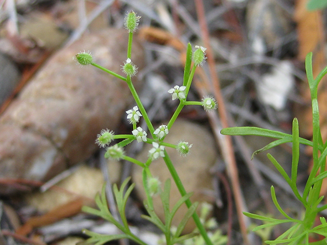 Spermolepis echinata (Bristly scaleseed ) #76795