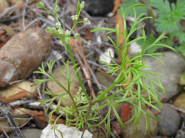 Spermolepis echinata (Bristly scaleseed ) #76796