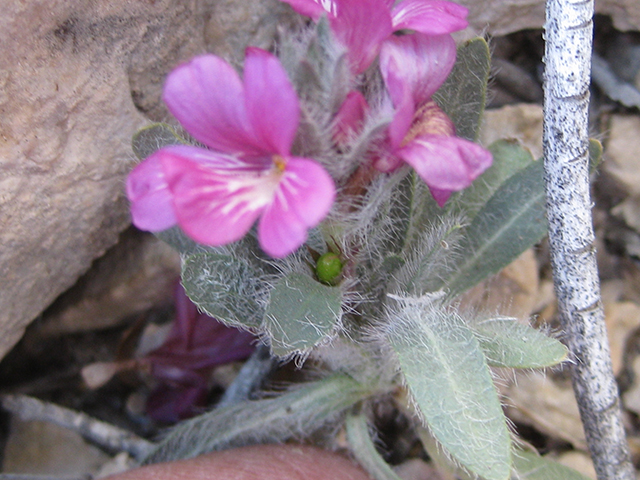 Stenandrium barbatum (Early shaggytuft) #76813