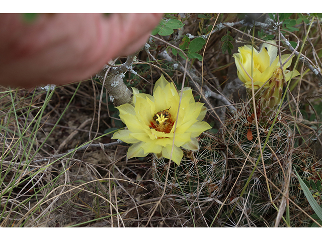 Thelocactus setispinus (Miniature barrel cactus) #76842