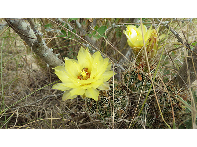 Thelocactus setispinus (Miniature barrel cactus) #76843