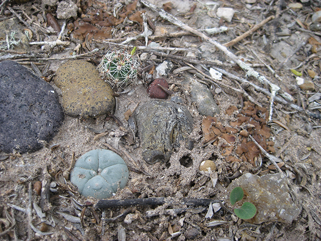 Thelocactus setispinus (Miniature barrel cactus) #76853