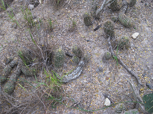 Thelocactus setispinus (Miniature barrel cactus) #76860