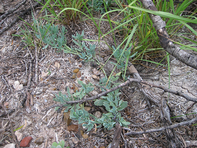 Atriplex cristata (Crested saltbush) #76954