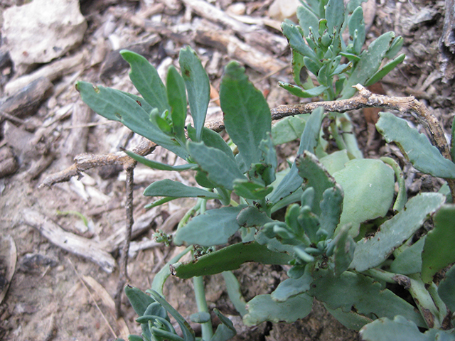 Atriplex cristata (Crested saltbush) #76955