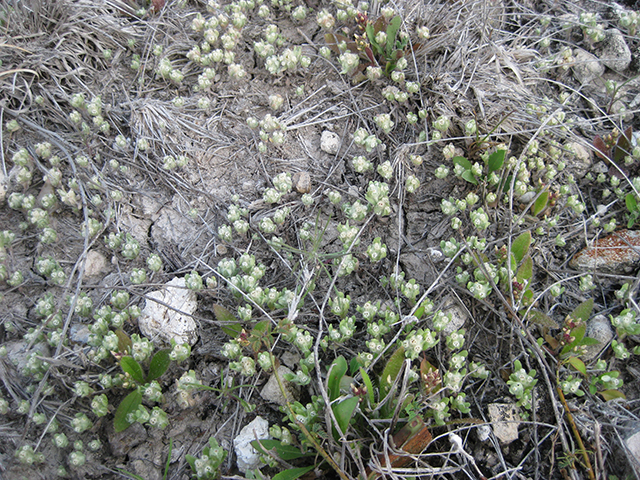 Evax verna (Spring pygmycudweed) #76964