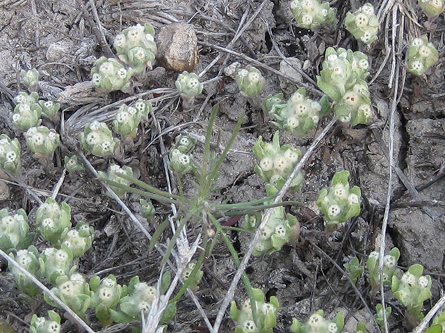 Evax verna (Spring pygmycudweed) #76965